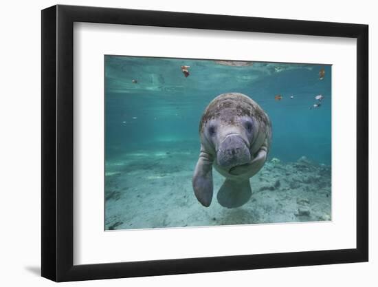 Portrait of a West Indian Manatee or "Sea Cow" in Crystal River, Three Sisters Spring, Florida-Karine Aigner-Framed Photographic Print