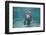 Portrait of a West Indian Manatee or "Sea Cow" in Crystal River, Three Sisters Spring, Florida-Karine Aigner-Framed Photographic Print