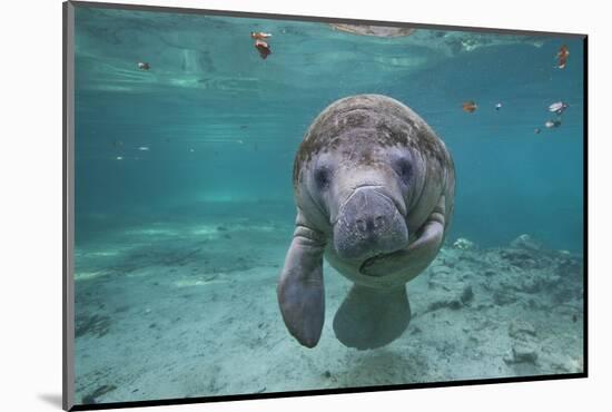 Portrait of a West Indian Manatee or "Sea Cow" in Crystal River, Three Sisters Spring, Florida-Karine Aigner-Mounted Photographic Print