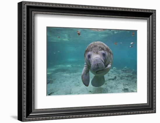 Portrait of a West Indian Manatee or "Sea Cow" in Crystal River, Three Sisters Spring, Florida-Karine Aigner-Framed Photographic Print