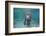 Portrait of a West Indian Manatee or "Sea Cow" in Crystal River, Three Sisters Spring, Florida-Karine Aigner-Framed Photographic Print