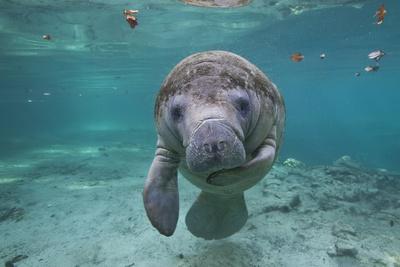 'Portrait of a West Indian Manatee or "Sea Cow" in Crystal River, Three