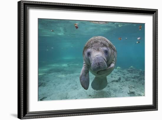 Portrait of a West Indian Manatee or "Sea Cow" in Crystal River, Three Sisters Spring, Florida-Karine Aigner-Framed Photographic Print