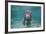 Portrait of a West Indian Manatee or "Sea Cow" in Crystal River, Three Sisters Spring, Florida-Karine Aigner-Framed Photographic Print