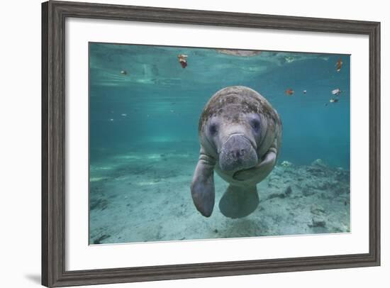 Portrait of a West Indian Manatee or "Sea Cow" in Crystal River, Three Sisters Spring, Florida-Karine Aigner-Framed Photographic Print