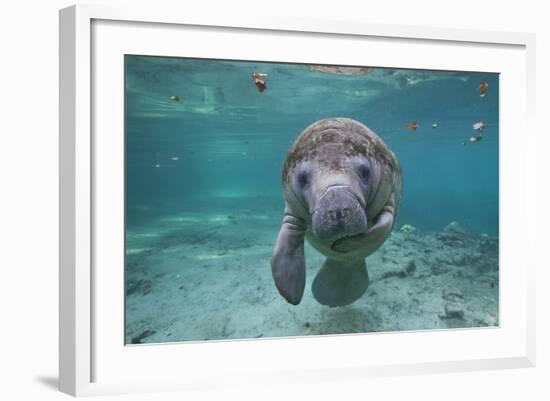 Portrait of a West Indian Manatee or "Sea Cow" in Crystal River, Three Sisters Spring, Florida-Karine Aigner-Framed Photographic Print