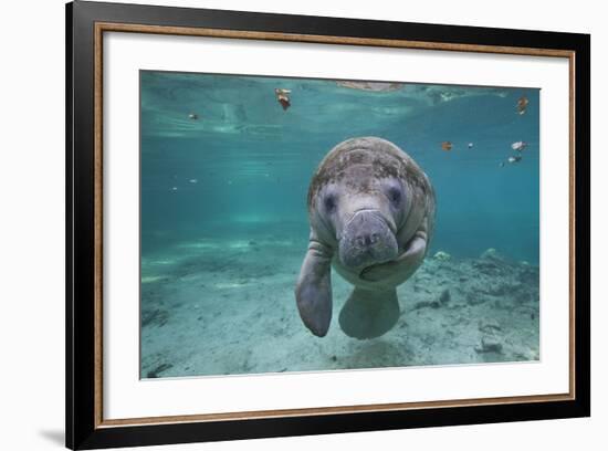 Portrait of a West Indian Manatee or "Sea Cow" in Crystal River, Three Sisters Spring, Florida-Karine Aigner-Framed Photographic Print