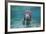 Portrait of a West Indian Manatee or "Sea Cow" in Crystal River, Three Sisters Spring, Florida-Karine Aigner-Framed Photographic Print