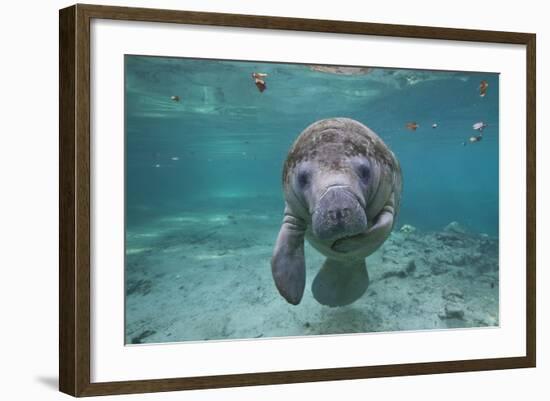 Portrait of a West Indian Manatee or "Sea Cow" in Crystal River, Three Sisters Spring, Florida-Karine Aigner-Framed Photographic Print