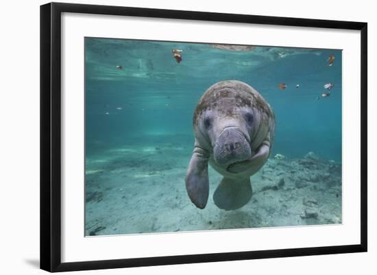 Portrait of a West Indian Manatee or "Sea Cow" in Crystal River, Three Sisters Spring, Florida-Karine Aigner-Framed Photographic Print