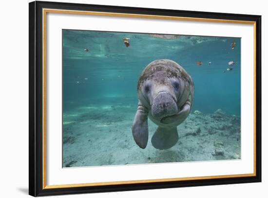 Portrait of a West Indian Manatee or "Sea Cow" in Crystal River, Three Sisters Spring, Florida-Karine Aigner-Framed Photographic Print