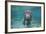 Portrait of a West Indian Manatee or "Sea Cow" in Crystal River, Three Sisters Spring, Florida-Karine Aigner-Framed Photographic Print