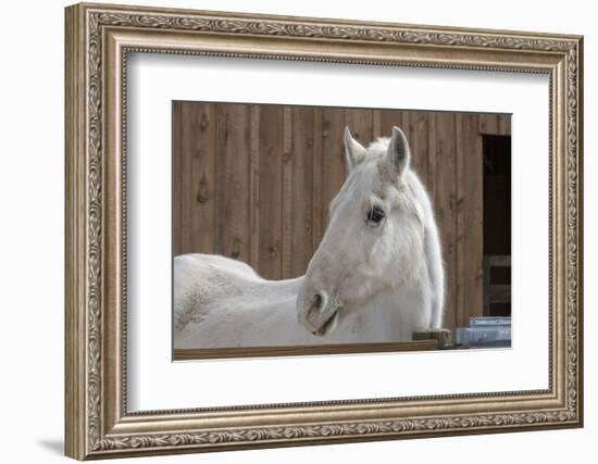 Portrait of a White Horse-Zandria Muench Beraldo-Framed Photographic Print