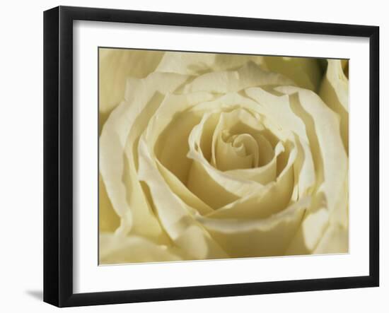 Portrait of a White Rose Corolla-Murray Louise-Framed Photographic Print