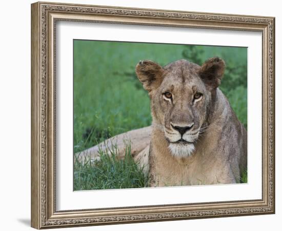 Portrait of a Wild Lioness in the Grass in Zimbabwe.-Karine Aigner-Framed Photographic Print