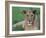 Portrait of a Wild Lioness in the Grass in Zimbabwe.-Karine Aigner-Framed Photographic Print