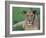 Portrait of a Wild Lioness in the Grass in Zimbabwe.-Karine Aigner-Framed Photographic Print