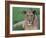 Portrait of a Wild Lioness in the Grass in Zimbabwe.-Karine Aigner-Framed Photographic Print