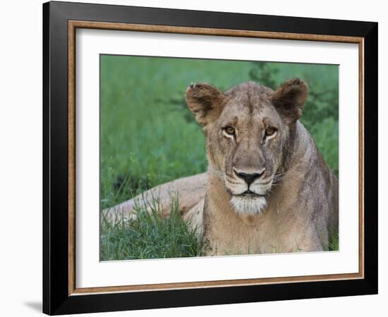 Portrait of a Wild Lioness in the Grass in Zimbabwe.-Karine Aigner-Framed Photographic Print