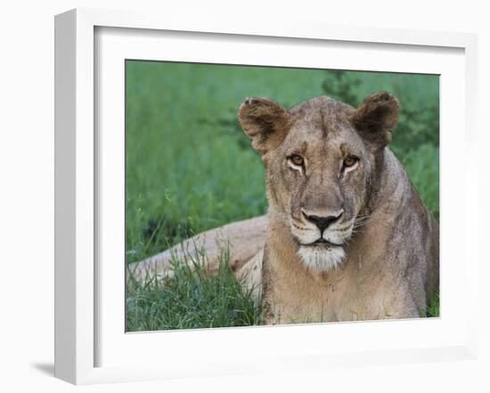 Portrait of a Wild Lioness in the Grass in Zimbabwe.-Karine Aigner-Framed Photographic Print