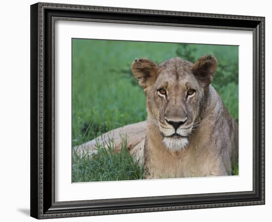 Portrait of a Wild Lioness in the Grass in Zimbabwe.-Karine Aigner-Framed Photographic Print