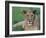 Portrait of a Wild Lioness in the Grass in Zimbabwe.-Karine Aigner-Framed Photographic Print