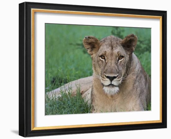 Portrait of a Wild Lioness in the Grass in Zimbabwe.-Karine Aigner-Framed Photographic Print