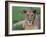 Portrait of a Wild Lioness in the Grass in Zimbabwe.-Karine Aigner-Framed Photographic Print