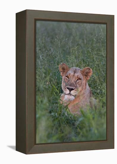 Portrait Of A Wild Lioness In The Grass In Zimbabwe-Karine Aigner-Framed Premier Image Canvas