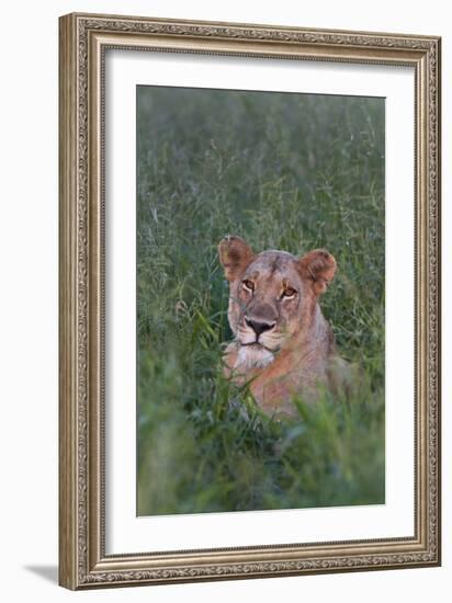 Portrait Of A Wild Lioness In The Grass In Zimbabwe-Karine Aigner-Framed Photographic Print