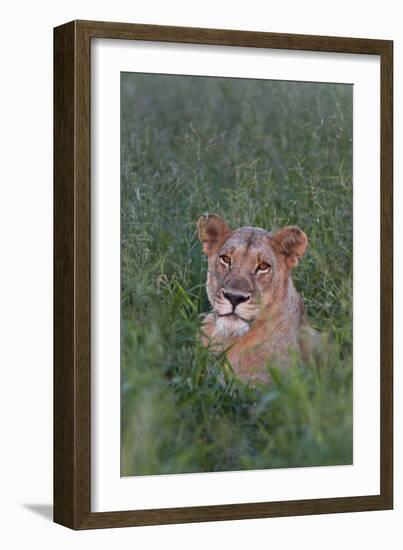 Portrait Of A Wild Lioness In The Grass In Zimbabwe-Karine Aigner-Framed Photographic Print