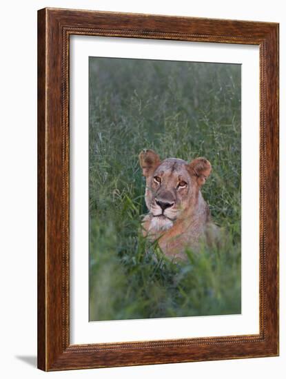 Portrait Of A Wild Lioness In The Grass In Zimbabwe-Karine Aigner-Framed Photographic Print