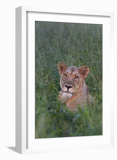 Portrait Of A Wild Lioness In The Grass In Zimbabwe-Karine Aigner-Framed Photographic Print