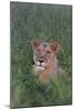Portrait Of A Wild Lioness In The Grass In Zimbabwe-Karine Aigner-Mounted Photographic Print