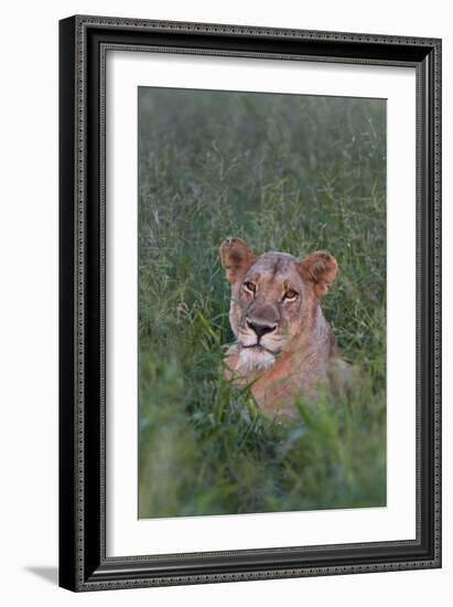 Portrait Of A Wild Lioness In The Grass In Zimbabwe-Karine Aigner-Framed Photographic Print