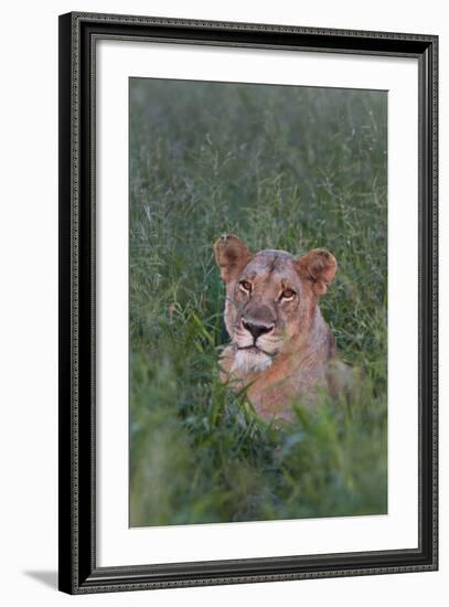 Portrait Of A Wild Lioness In The Grass In Zimbabwe-Karine Aigner-Framed Photographic Print
