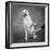 Portrait of a Yellow Labrador Dog with a Hand-null-Framed Photographic Print