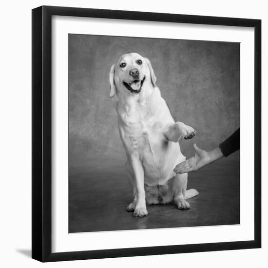 Portrait of a Yellow Labrador Dog with a Hand-null-Framed Photographic Print