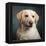 Portrait of a Yellow Labrador Dog-null-Framed Premier Image Canvas