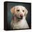 Portrait of a Yellow Labrador Dog-null-Framed Premier Image Canvas