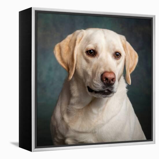 Portrait of a Yellow Labrador Dog-null-Framed Premier Image Canvas