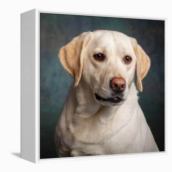 Portrait of a Yellow Labrador Dog-null-Framed Premier Image Canvas