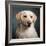 Portrait of a Yellow Labrador Dog-null-Framed Photographic Print