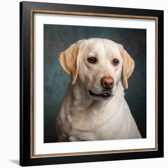 Portrait of a Yellow Labrador Dog-null-Framed Photographic Print