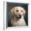 Portrait of a Yellow Labrador Dog-null-Framed Photographic Print