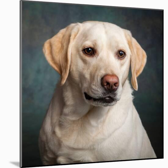 Portrait of a Yellow Labrador Dog-null-Mounted Photographic Print
