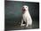 Portrait of a Yellow Labrador Dog-null-Mounted Photographic Print