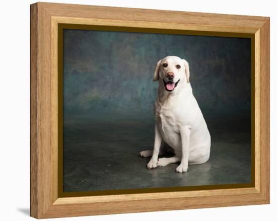Portrait of a Yellow Labrador Dog-null-Framed Premier Image Canvas