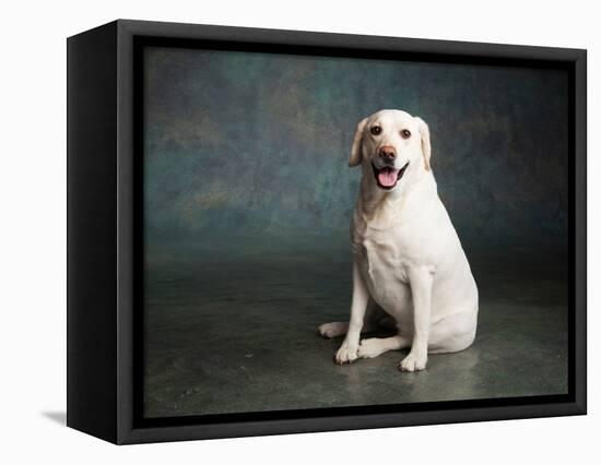 Portrait of a Yellow Labrador Dog-null-Framed Premier Image Canvas