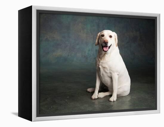 Portrait of a Yellow Labrador Dog-null-Framed Premier Image Canvas